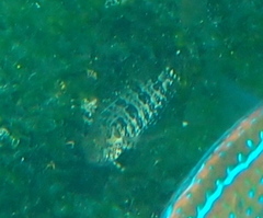 Gobioclinus dendriticus