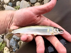 Plecoglossus altivelis