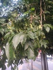 Fraxinus chinensis