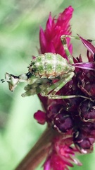 Pseudocreobotrina