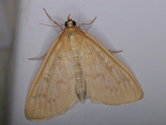 Framinghamia helvalis
