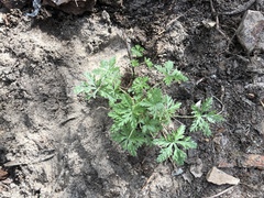 Geranium multisectum