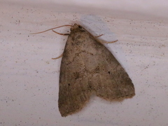 Hyperstrotia pervertens