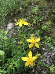 Hypericum × desetangsii