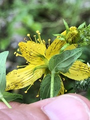 Hypericum × desetangsii