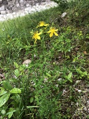 Hypericum × desetangsii