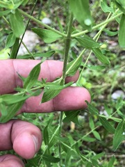 Hypericum × desetangsii