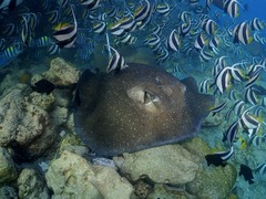 Mangrove Whipray photo 1