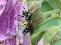 Lasioglossum sexnotatum