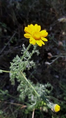 Anacyclus radiatus
