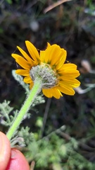 Anacyclus radiatus