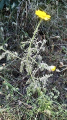 Anacyclus radiatus