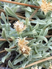 Antennaria dimorpha