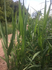 Phragmites australis