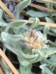 Antennaria dimorpha