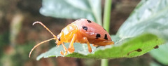 Podontia