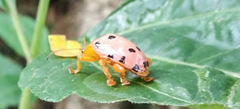 Podontia