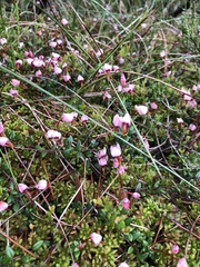 Canneberge commune (Vaccinium oxycoccos) — photo 2