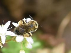 Andrena ruficrus