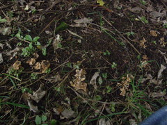 Hebeloma lacteocoffeatum