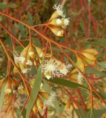Eucalyptus calycogona