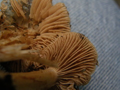 Hebeloma lacteocoffeatum