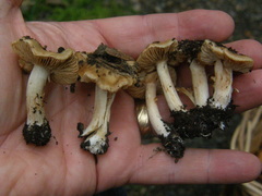 Hebeloma lacteocoffeatum