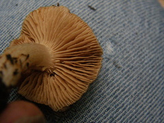 Hebeloma lacteocoffeatum