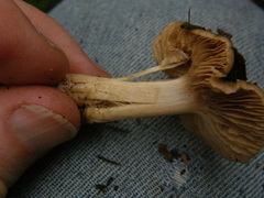 Hebeloma lacteocoffeatum