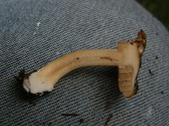 Hebeloma lacteocoffeatum