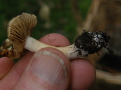 Hebeloma lacteocoffeatum