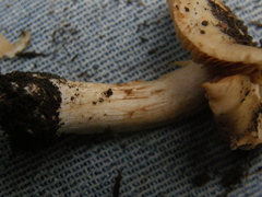 Hebeloma lacteocoffeatum