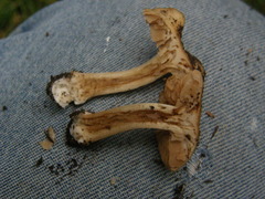 Hebeloma lacteocoffeatum