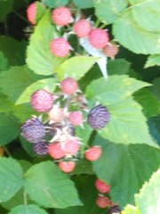 Rubus occidentalis