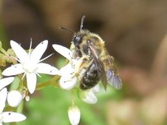 Andrena ruficrus