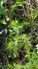 Ranunculus hispidus caricetorum