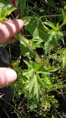 Ranunculus hispidus caricetorum