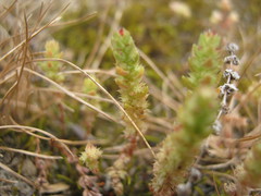 Crassula colorata
