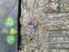 Tabanus trimaculatus