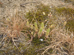 Crassula colorata