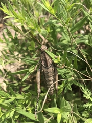 Humphaplotropis