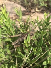Humphaplotropis