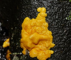 Trichoderma victoriense