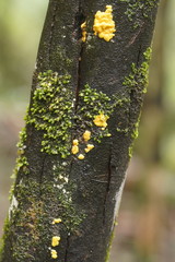 Trichoderma victoriense
