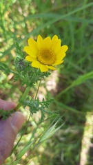 Anacyclus radiatus