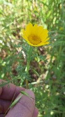 Anacyclus radiatus