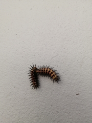 Lepidoptera