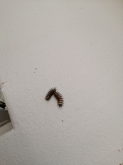 Lepidoptera