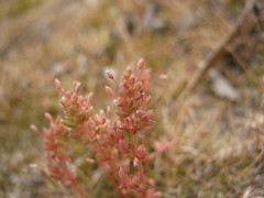 Crassula colligata