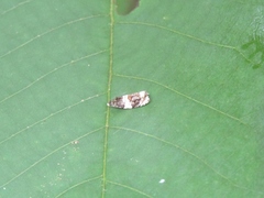 Olethreutes fasciatana